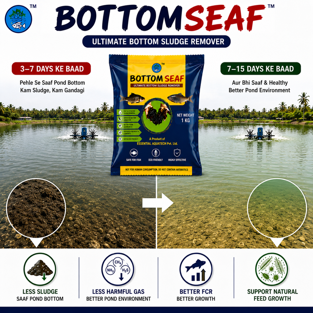 BOTTOM SEAF